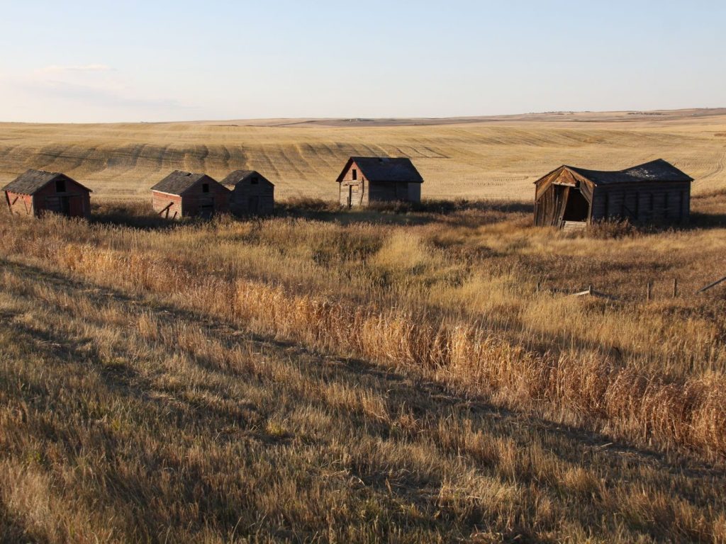 Old barns in a golden field in rural Alberta