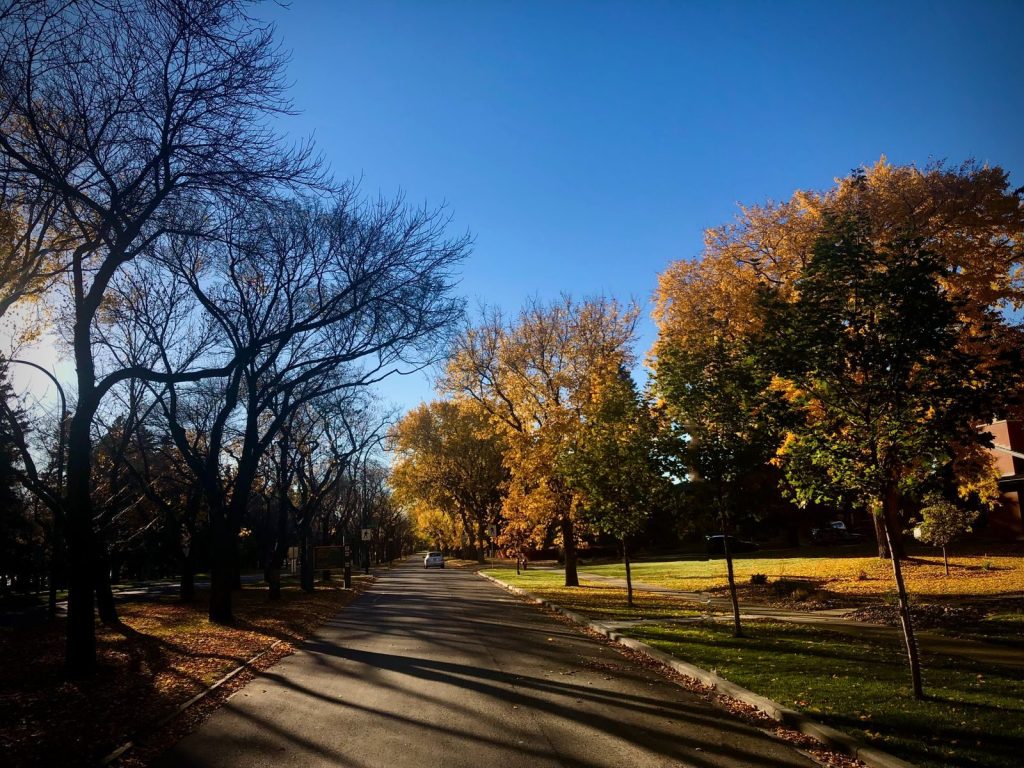 Autumn trees along a street in Lethbridge, Alberta
