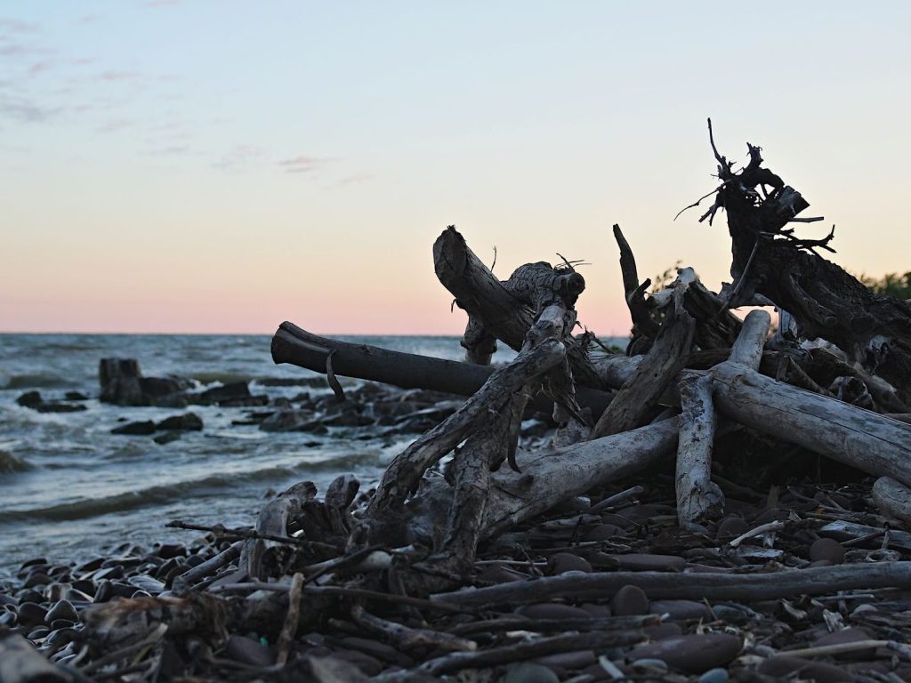 Driftwood on an Ontario lakeshore at sunset