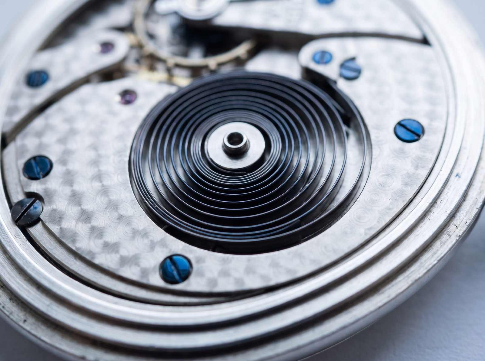 The coiled mainspring of a watch movement, ringed by blued screws.