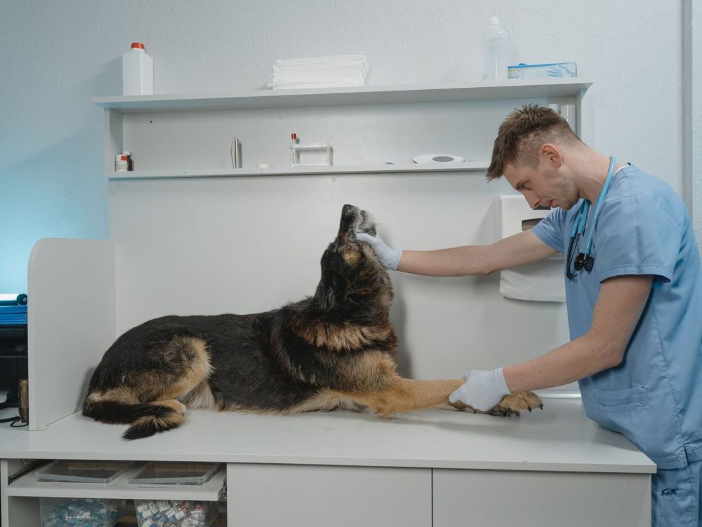 A veterinarian examining a German Shepherd in a clinic