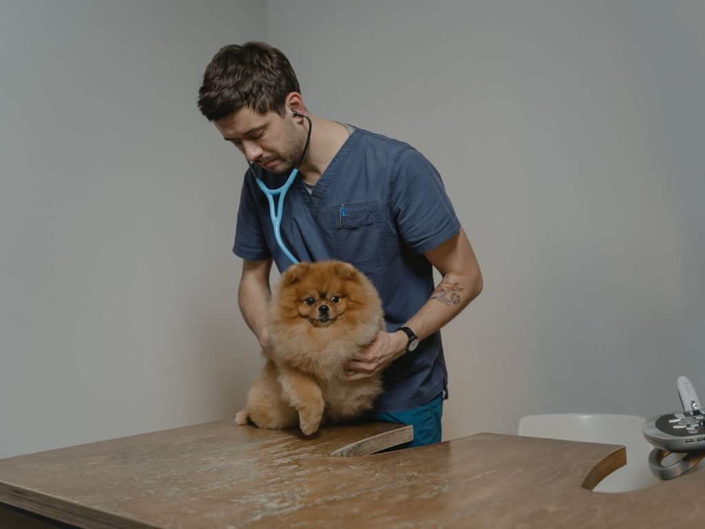 A veterinarian listening to a small dog with a stethoscope